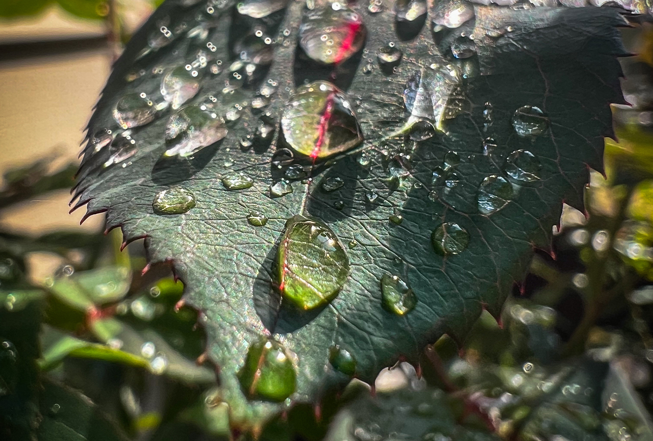 morning-droplets